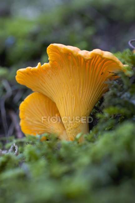 Wo chanterelles in a wood — Stock Photo