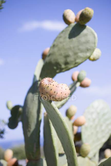 Prickly pears on cactus — Stock Photo
