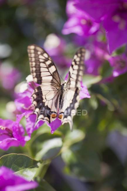 Vista close-up de uma borboleta na flor roxa — Fotografia de Stock