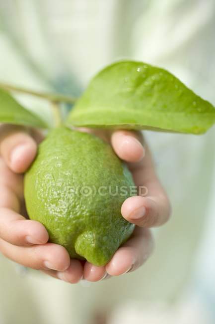 Mãos de criança segurando limão fresco — Fotografia de Stock