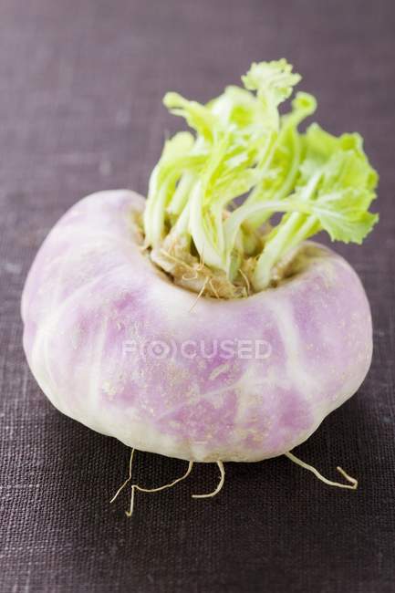 Fresh ripe turnip — Stock Photo