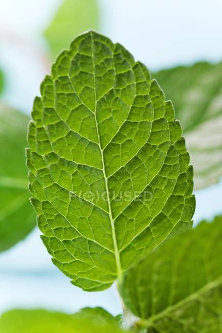 Fresh Green Mint — Stock Photo