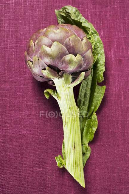 Alcachofra roxa fresca com folha — Fotografia de Stock