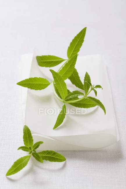 Green leaves of Lemon verbena — Stock Photo