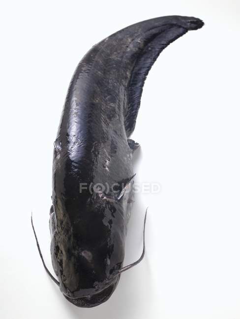 Peixe-gato fresco inteiro — Fotografia de Stock