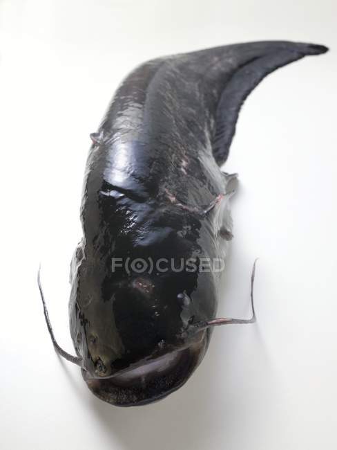 Pesce gatto fresco intero — Foto stock