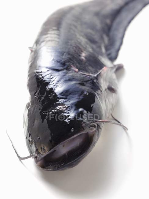 Whole fresh catfish — Stock Photo