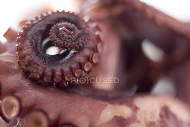 Geräucherter Oktopus, Nahaufnahme — Stockfoto