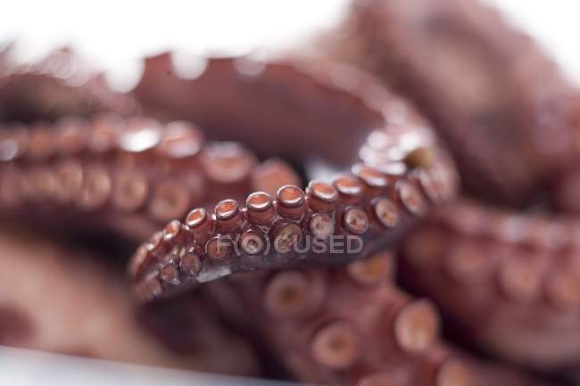 Копченый осьминог, крупным планом — стоковое фото