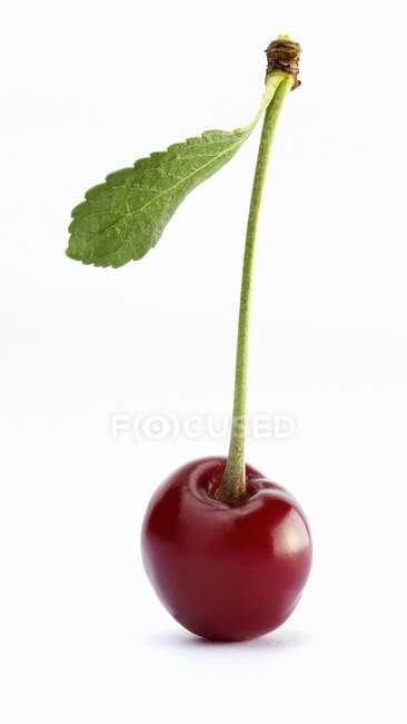 Cherry with stalk and leaf — Stock Photo