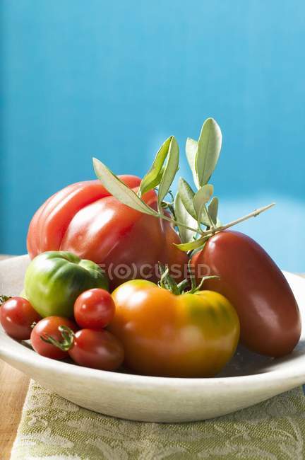Свіжі помідори з оливковою гілочкою — стокове фото