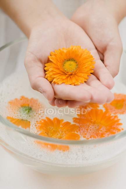 Mani che tengono il fiore di calendula sopra ciotola d'acqua saponata con teste di calendula — Foto stock