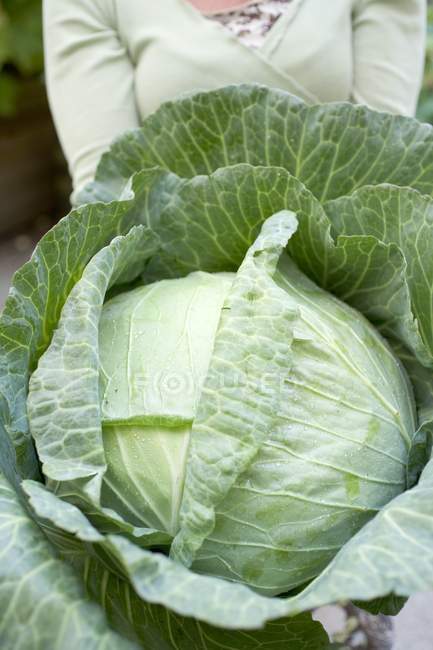 Large cabbage with drops of water — Stock Photo