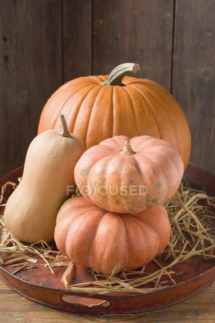 Pumpkins and squashes on tray — Stock Photo