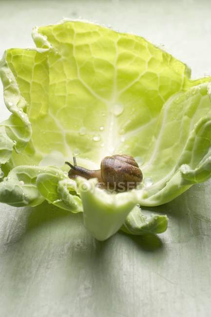 Равлик на білому капустяному листі на зеленій дерев'яній поверхні — стокове фото