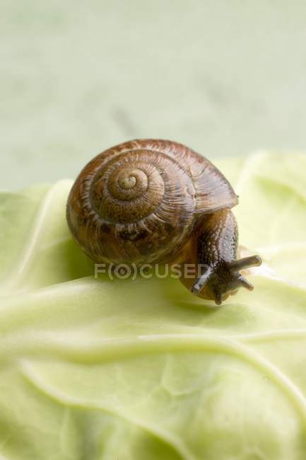 Closeup view of snail on white cabbage leaf — Stock Photo