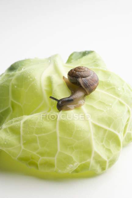 Snail on cabbage leaf  on white background — Stock Photo