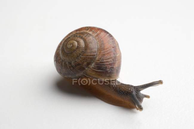 Closeup view of live snail on white surface — Stock Photo