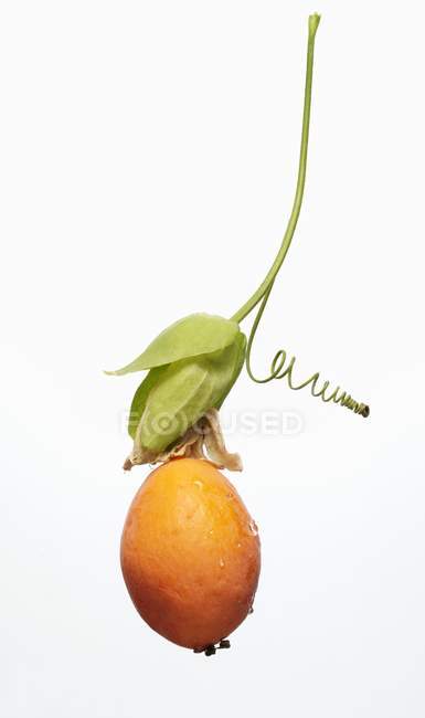 Fruta de Paixão com Videira — Fotografia de Stock
