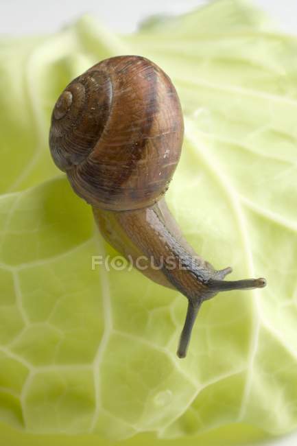 Snail on white cabbage leaf, close-up — Stock Photo