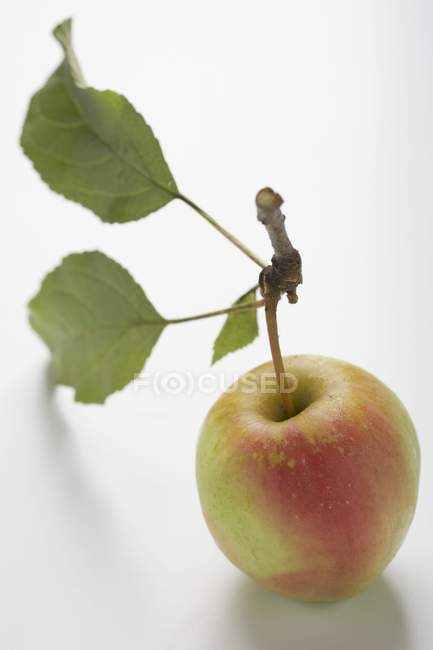 Manzana roja con tallo - foto de stock