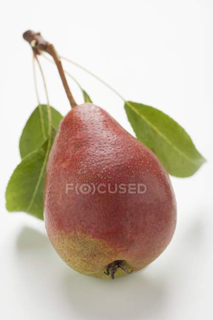 Red pear with stalk and leaves — Stock Photo