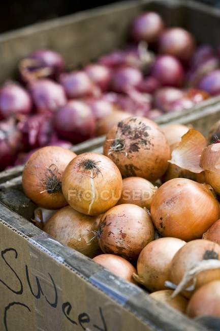 Süße Zwiebeln und Schalotten — Stockfoto