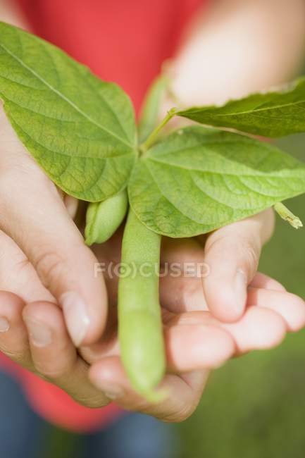Руки держат зеленую фасоль с листьями — стоковое фото