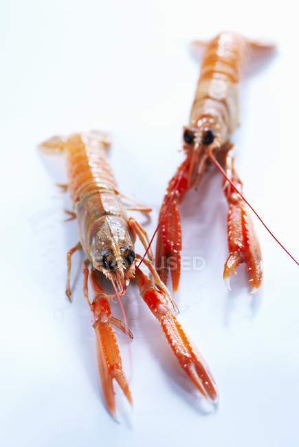 Vista close-up de dois lagostins na superfície branca — Fotografia de Stock