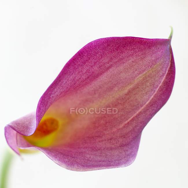 Vista de primer plano de la flor de lirio de la cala sobre fondo blanco - foto de stock