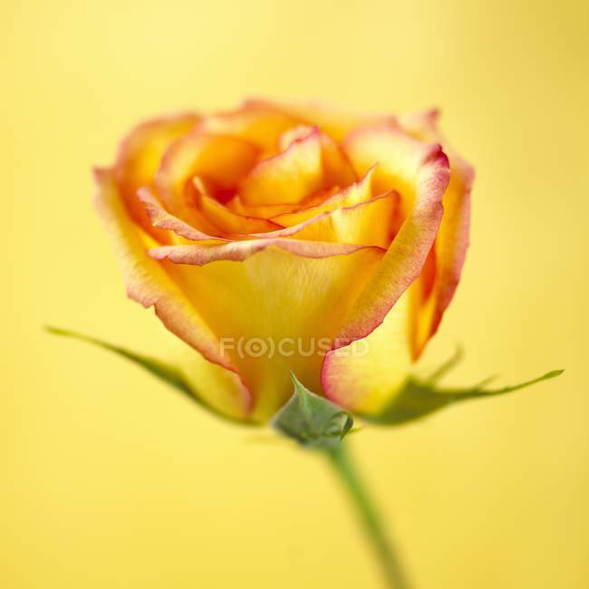 Closeup view of a bi-coloured rose on yellow background — Stock Photo
