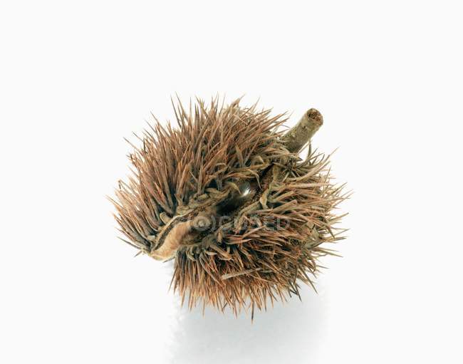 Chestnut with prickly case — Stock Photo