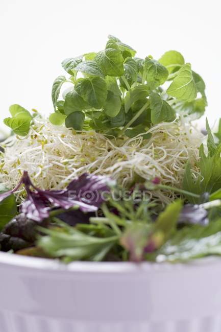 Sprossen, Kräuter und Salatblätter — Stockfoto
