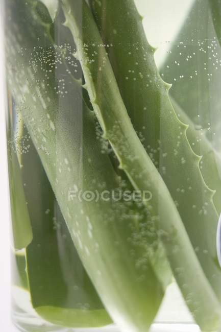 Aloe vera leaves in glass of water — Stock Photo