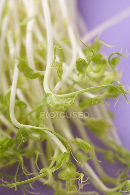Fresh green sprouts — Stock Photo