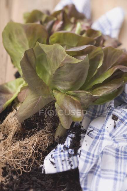 Planta de lechuga roja con raíces - foto de stock