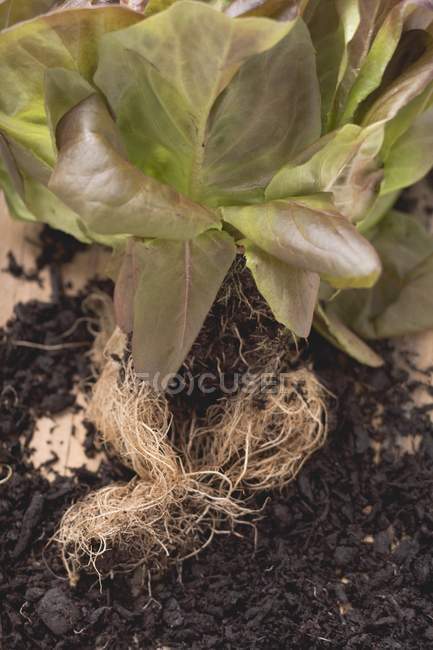 Planta de alface vermelha com raízes — Fotografia de Stock