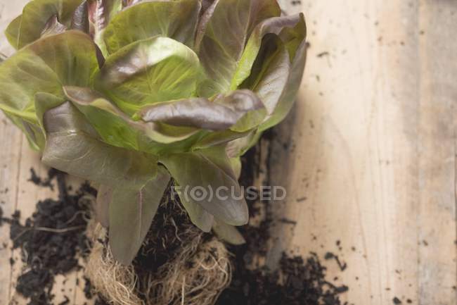 Planta de alface vermelha com raízes — Fotografia de Stock