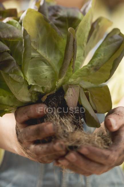 Hands holding red lettuce — Stock Photo