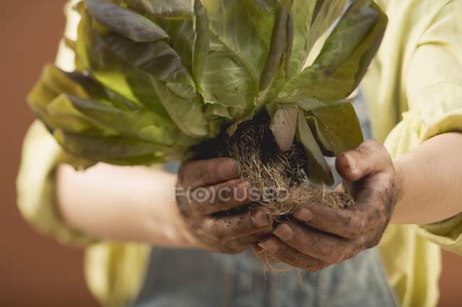 Hands holding red lettuce — Stock Photo