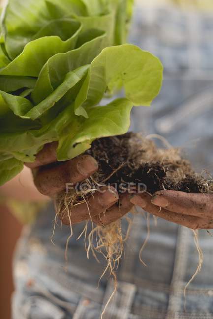 Mani che tengono pianta di lattuga — Foto stock