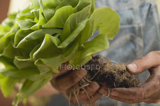 Mani che tengono pianta di lattuga — Foto stock