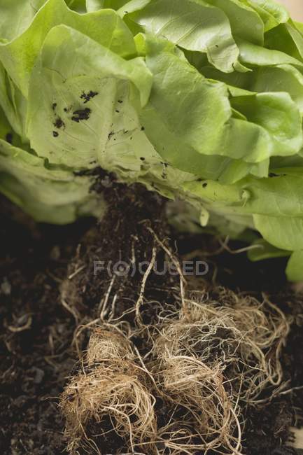 Planta de alface com raízes — Fotografia de Stock