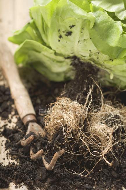 Lettuce with roots and soil — Stock Photo