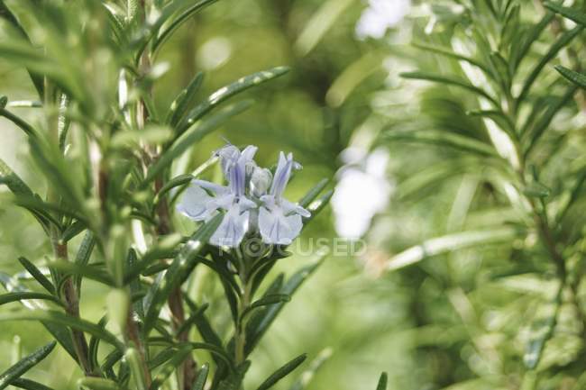 Rosmarin wächst mit Blüte im Garten — Stockfoto