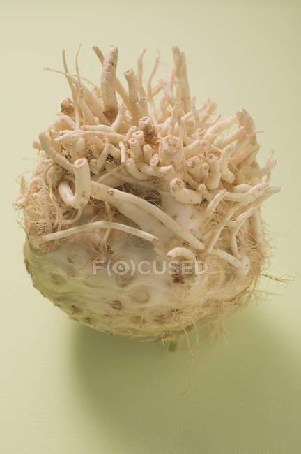 A celeriac root  on white surface — Stock Photo