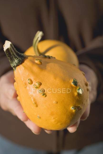 Human hands holding squashes — Stock Photo