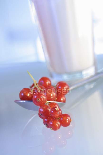 Glas Milch mit roten Johannisbeeren — Stockfoto