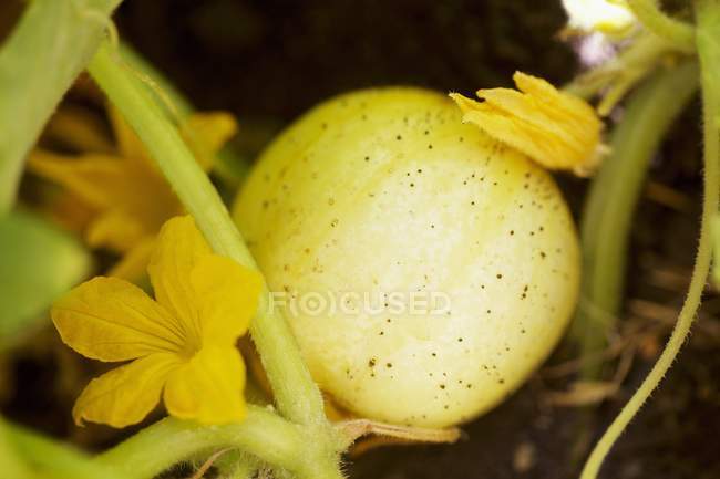 Squash Crescendo na planta — Fotografia de Stock