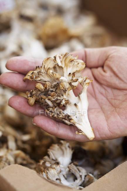 Вид крупным планом на ручной вынос грибов Маитаке над коробкой грибов — стоковое фото